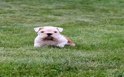 English Bulldog dogs for sale: Whitney - Image 16