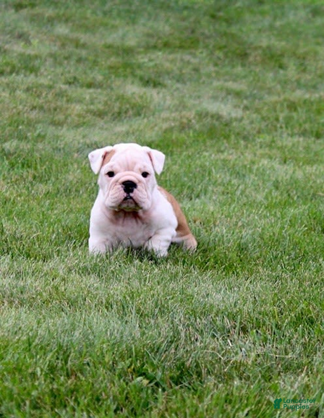 English Bulldog dogs for sale: Whitney - Image 16
