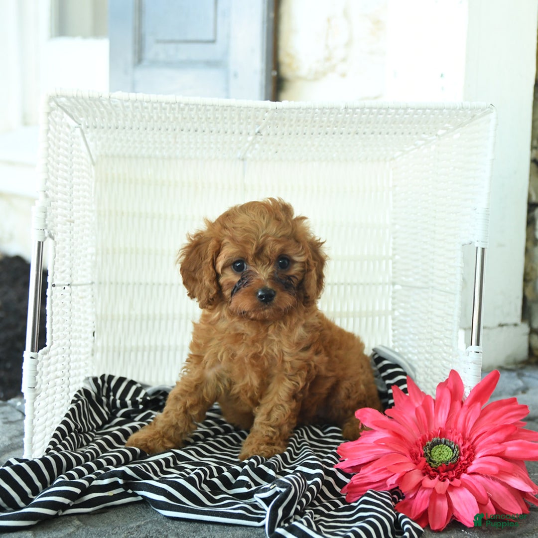 Cavapoo dogs for sale: Nick - Image 2