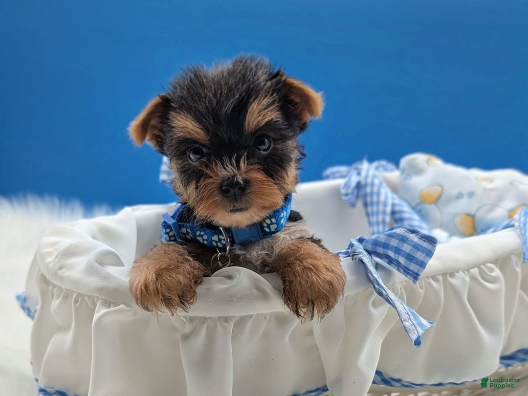 Yorkshire Terrier dogs for sale: Donnie - Image 3