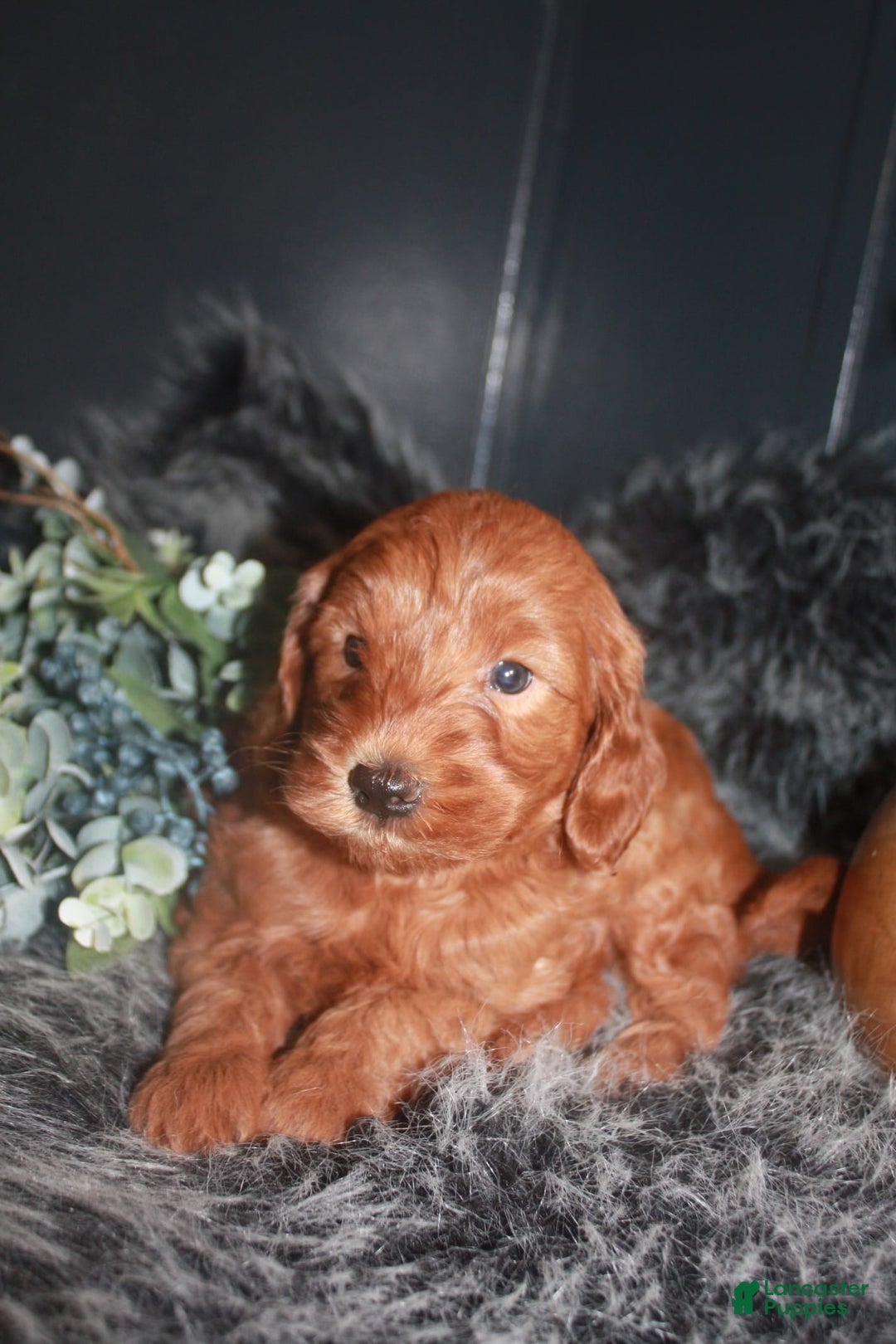 Mini Goldendoodle dogs for sale: Bear - Image 2