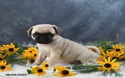 Pug dogs for sale: Tammy - Image 3