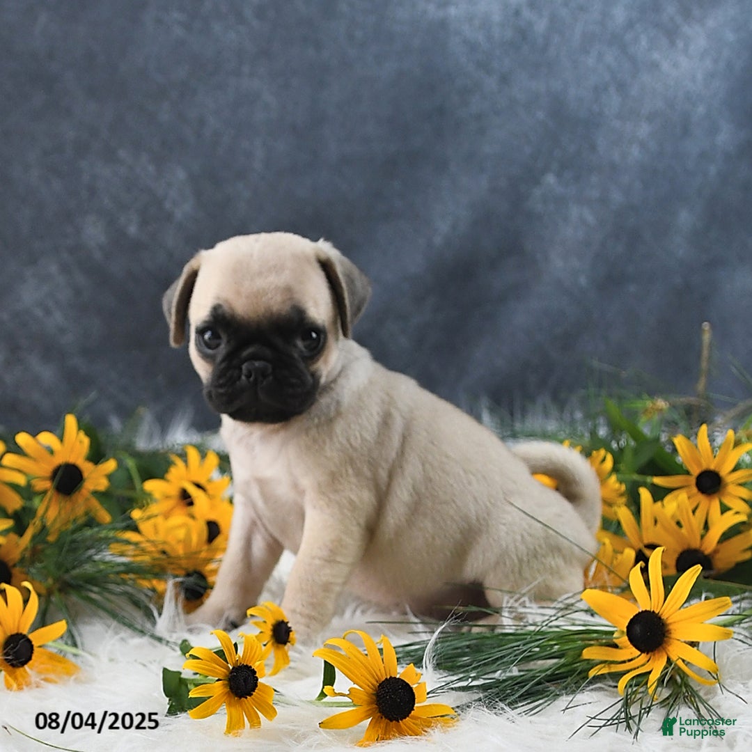 Pug dogs for sale: Tammy - Image 3