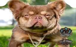 French Bulldog dogs for sale: Fluffy Girl - Image 6