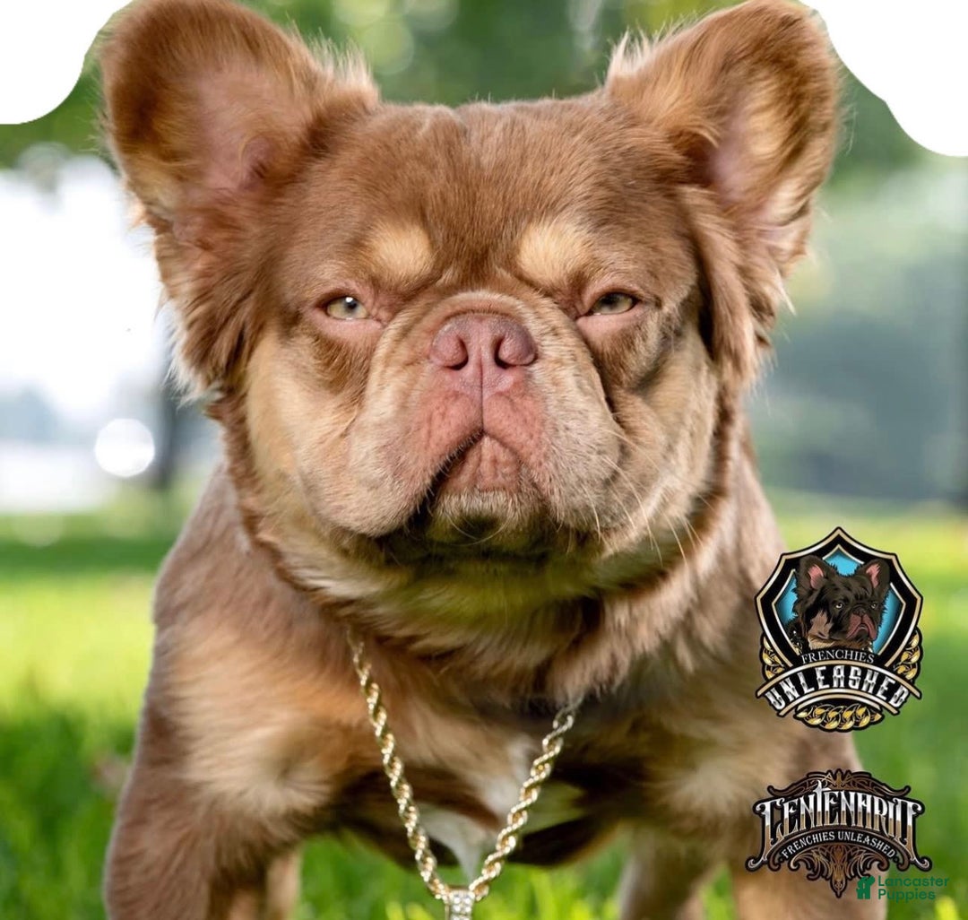French Bulldog dogs for sale: Fluffy Girl - Image 6