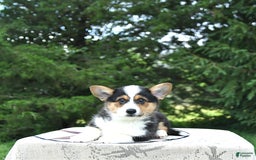 Welsh Corgi Pembroke dogs for sale: Tiffany - Image 3