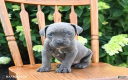 Cane Corso dogs for sale: Smores - Image 3