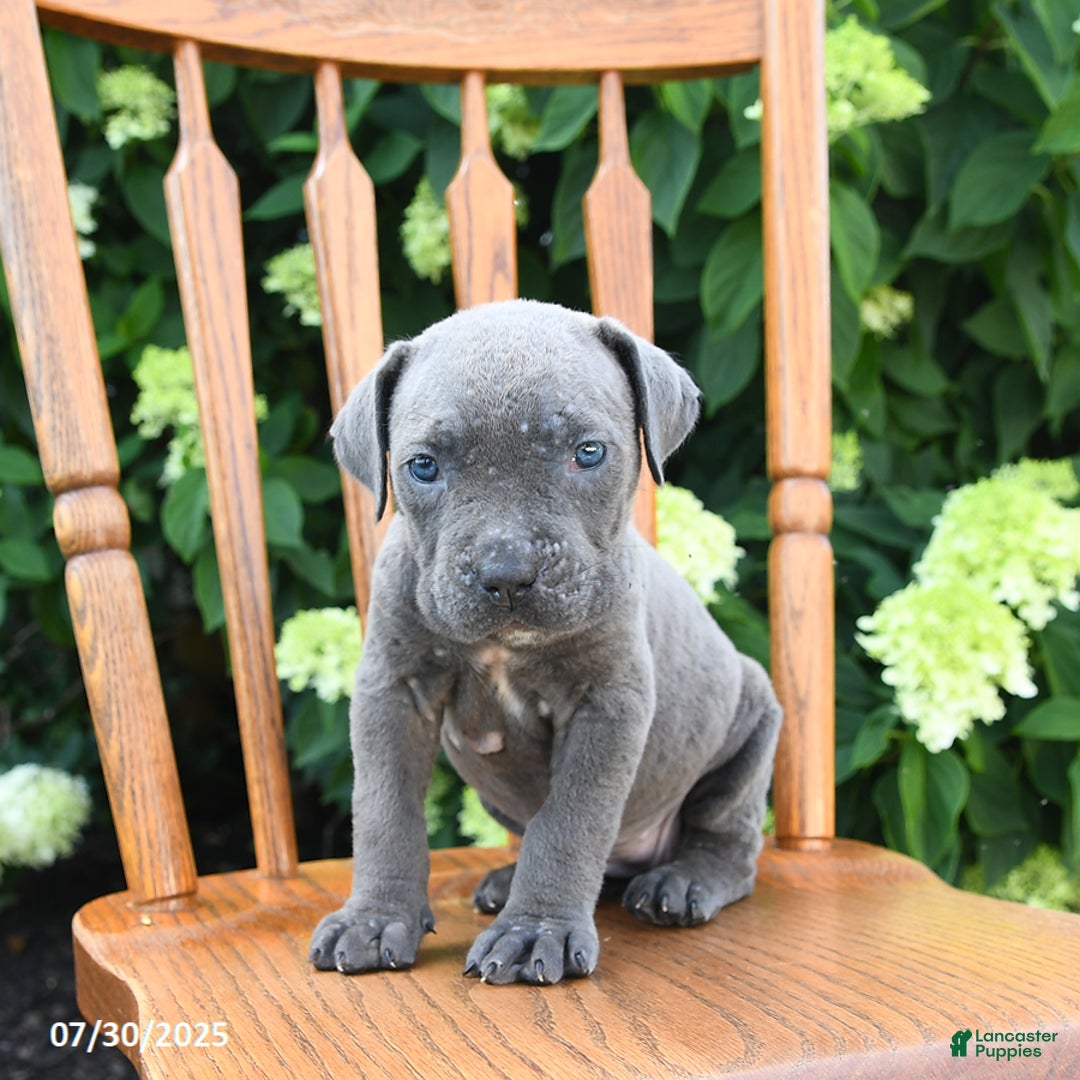 Cane Corso dogs for sale: Smores - Image 3
