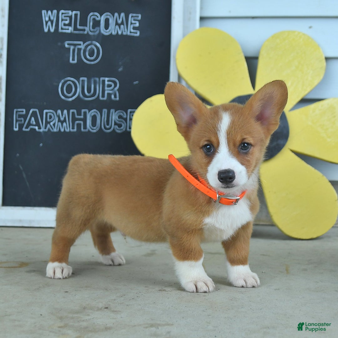 Welsh Corgi Pembroke dogs for sale: Mocha - Image 4