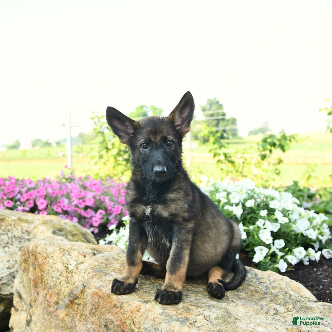 German Shepherd dogs for sale: Heidi - Listing for pets: Heidi, Hank, Harley, Haven, Harper, Hudson, Harry, Hunter - Image 3