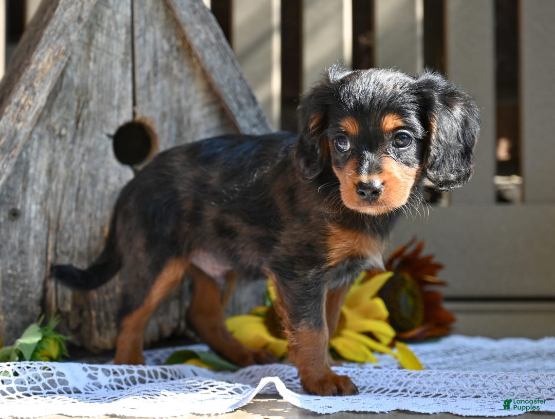 Cavapoo dogs for sale: Rex - Image 3