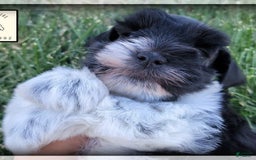 Miniature Schnauzer dogs for sale: Ash - Image 4