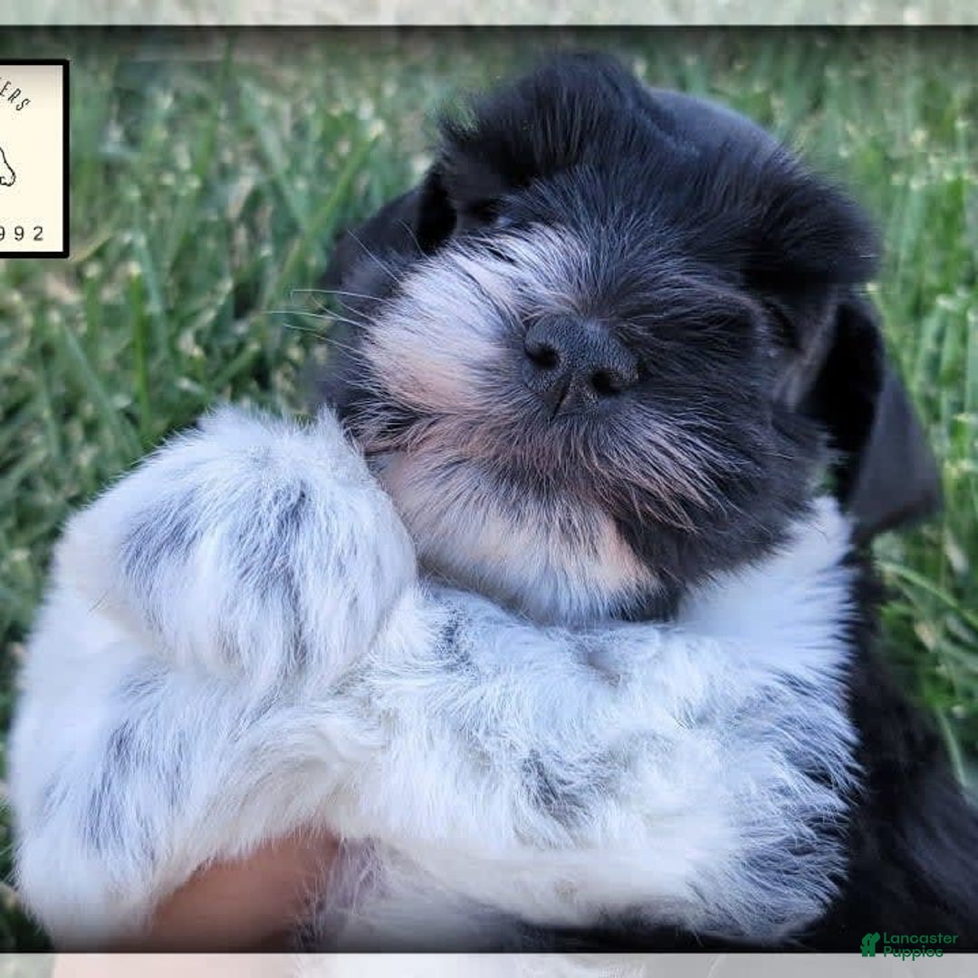 Miniature Schnauzer dogs for sale: Ash - Image 4