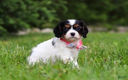 Cavalier King Charles Spaniel dogs for sale: Rosie - Image 5