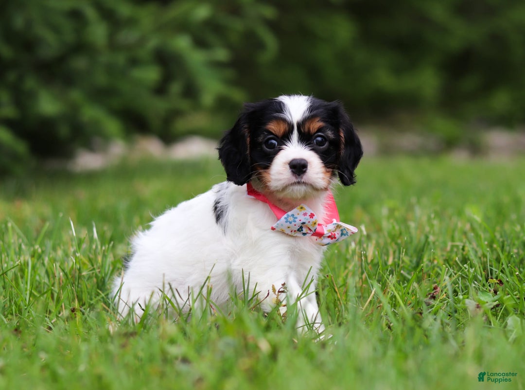 Cavalier King Charles Spaniel dogs for sale: Rosie - Image 5