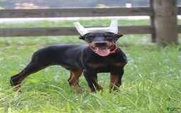 Doberman Pinscher dogs for sale: Storm - Image 5