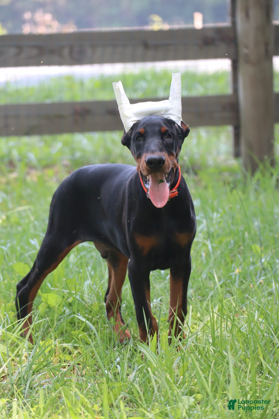 Doberman Pinscher dogs for sale: Storm - Image 5