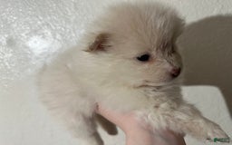 Pomeranian dogs for sale: Coco - Image 2