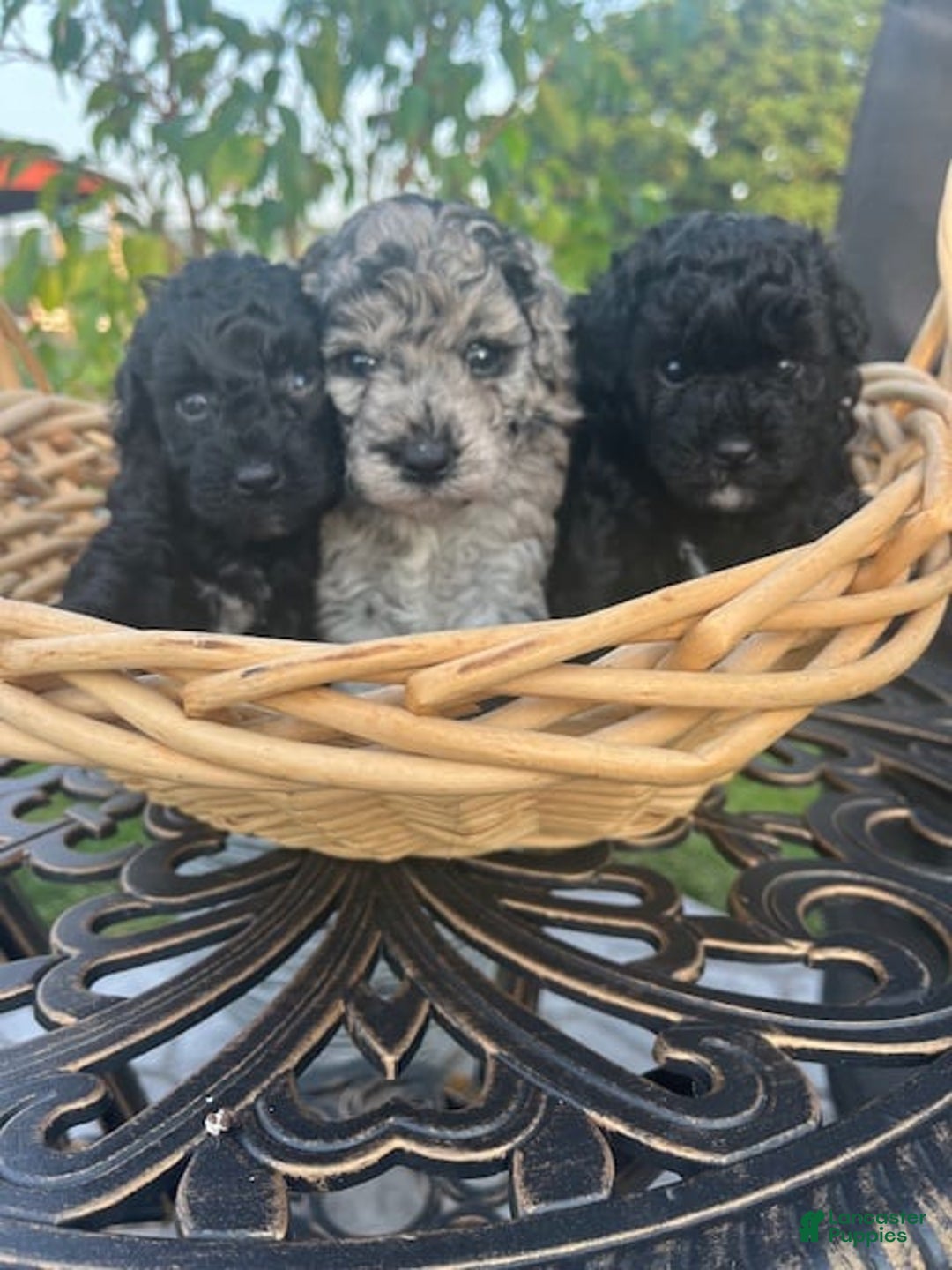 Miniature Poodle dogs for sale: Starlight - Image 1