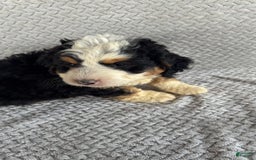 Mini Bernedoodle dogs for sale: Marshall - Image 6