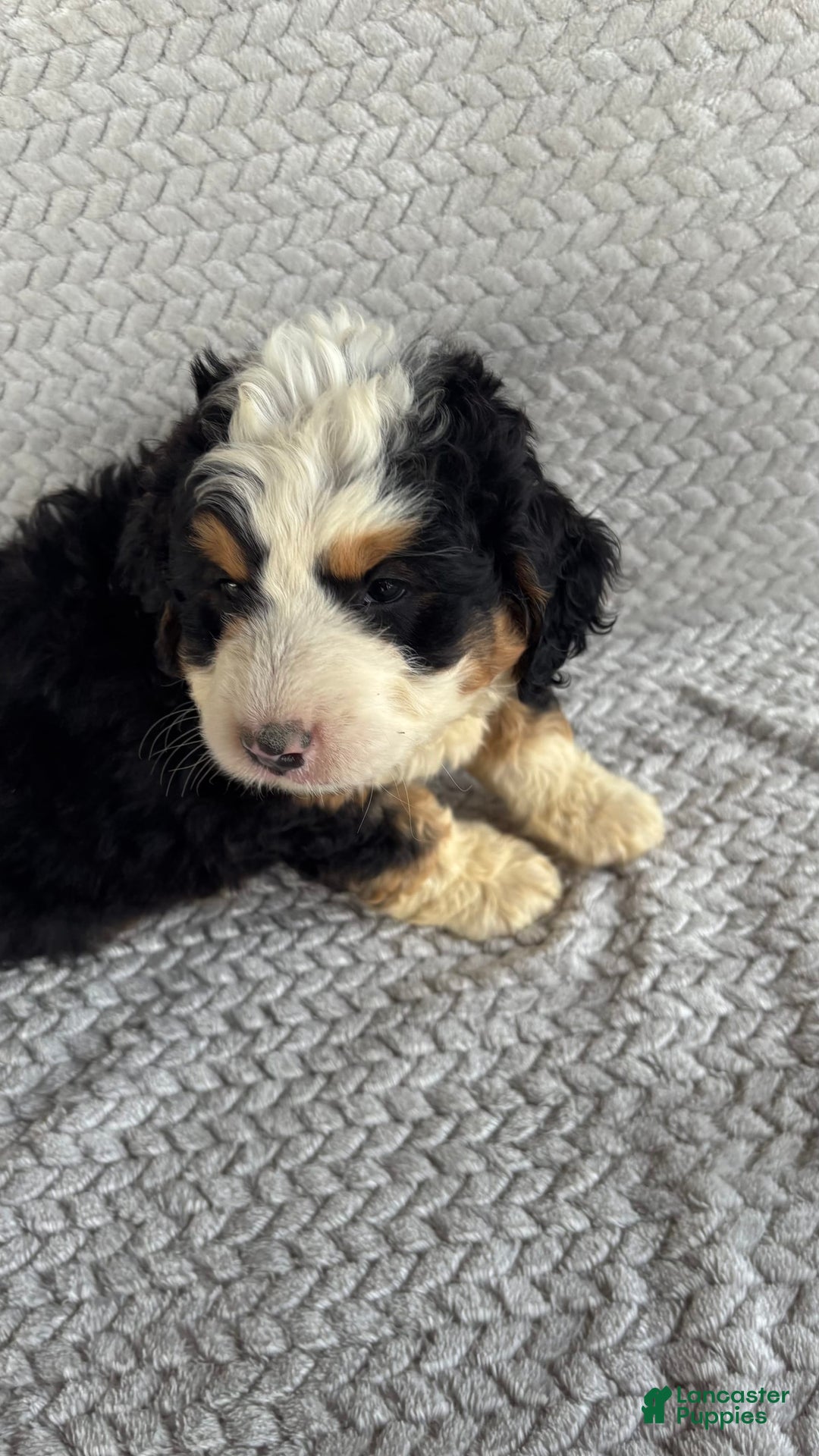 Mini Bernedoodle dogs for sale: Marshall - Image 6
