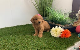 Goldendoodle dogs for sale: Daisey - Image 6