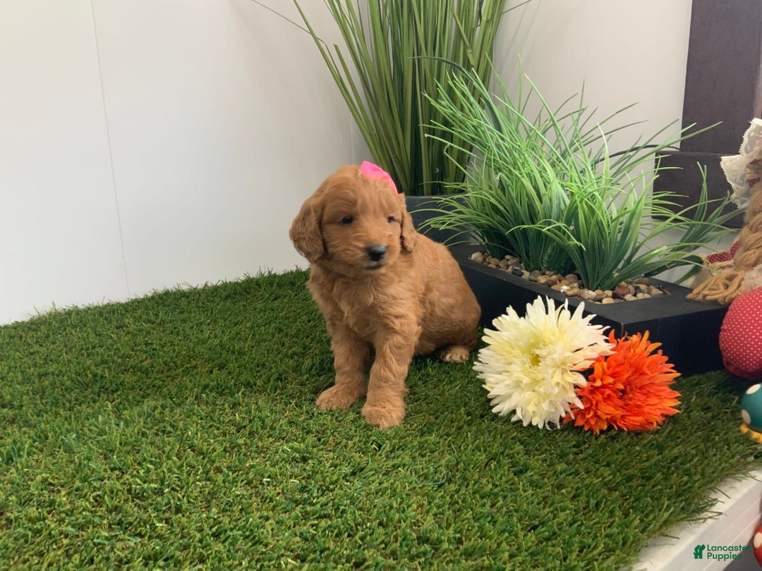 Goldendoodle dogs for sale: Daisey - Image 6
