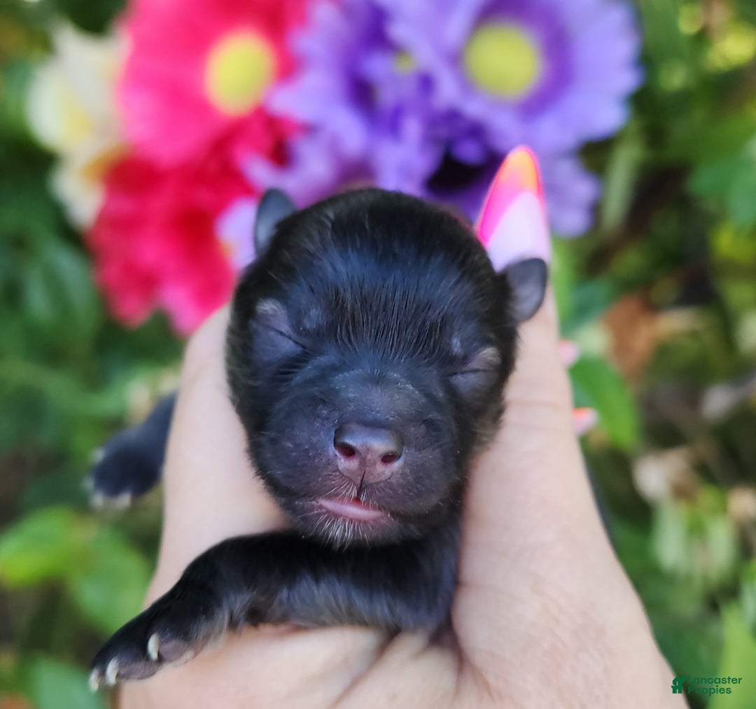 Pomeranian dogs for sale: Valhalla - Listing for pets: Nirvana, Valhalla, Elysium - Image 6