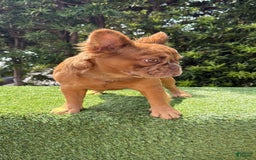 French Bulldog dogs for sale: Birkin - Image 8