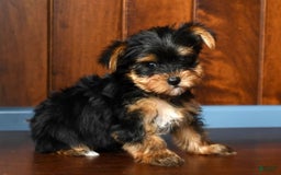 Yorkshire Terrier dogs for sale: Angel - Image 4