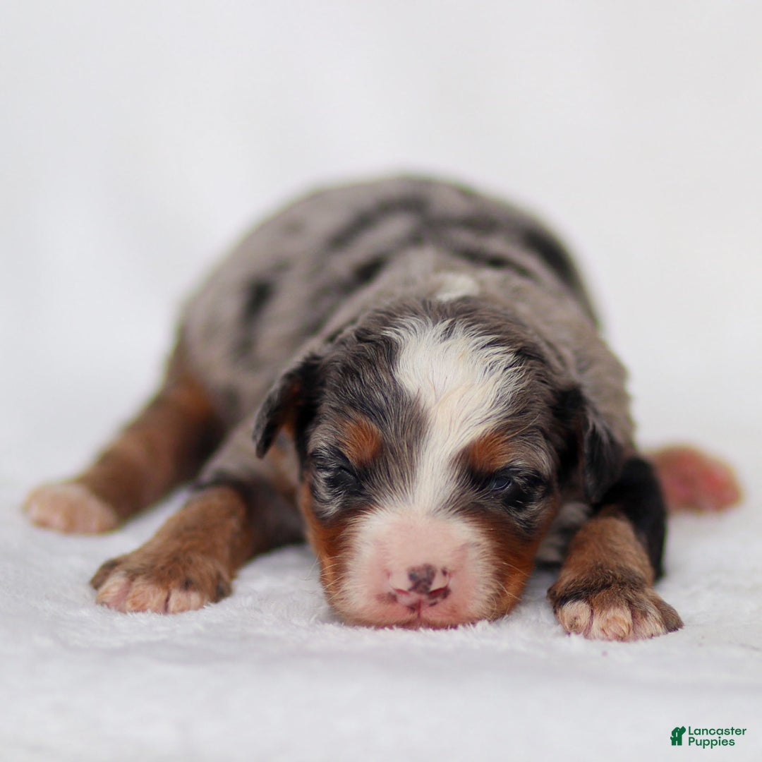Mini Bernedoodle dogs for sale: Merrick - Image 8