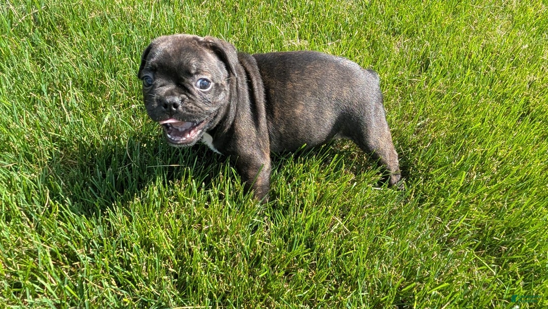 Frenchton dogs for sale: Nala - Image 6