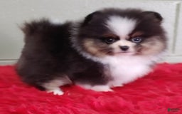 Pomeranian dogs for sale: Tux - Image 4