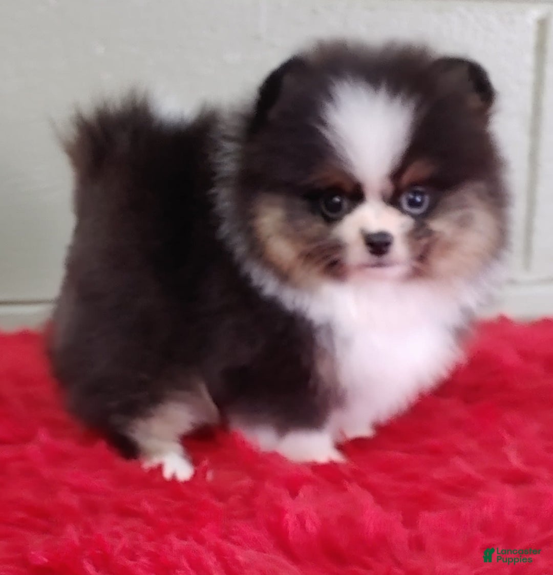 Pomeranian dogs for sale: Tux - Image 4