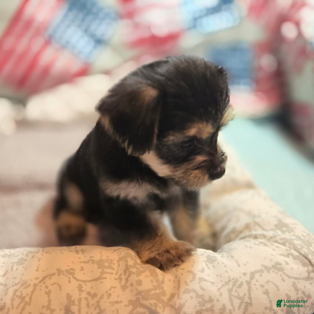 Morkie dogs for sale: Liliana - Image 4