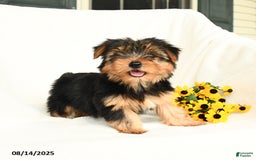 Yorkshire Terrier dogs for sale: Whisper - Image 3