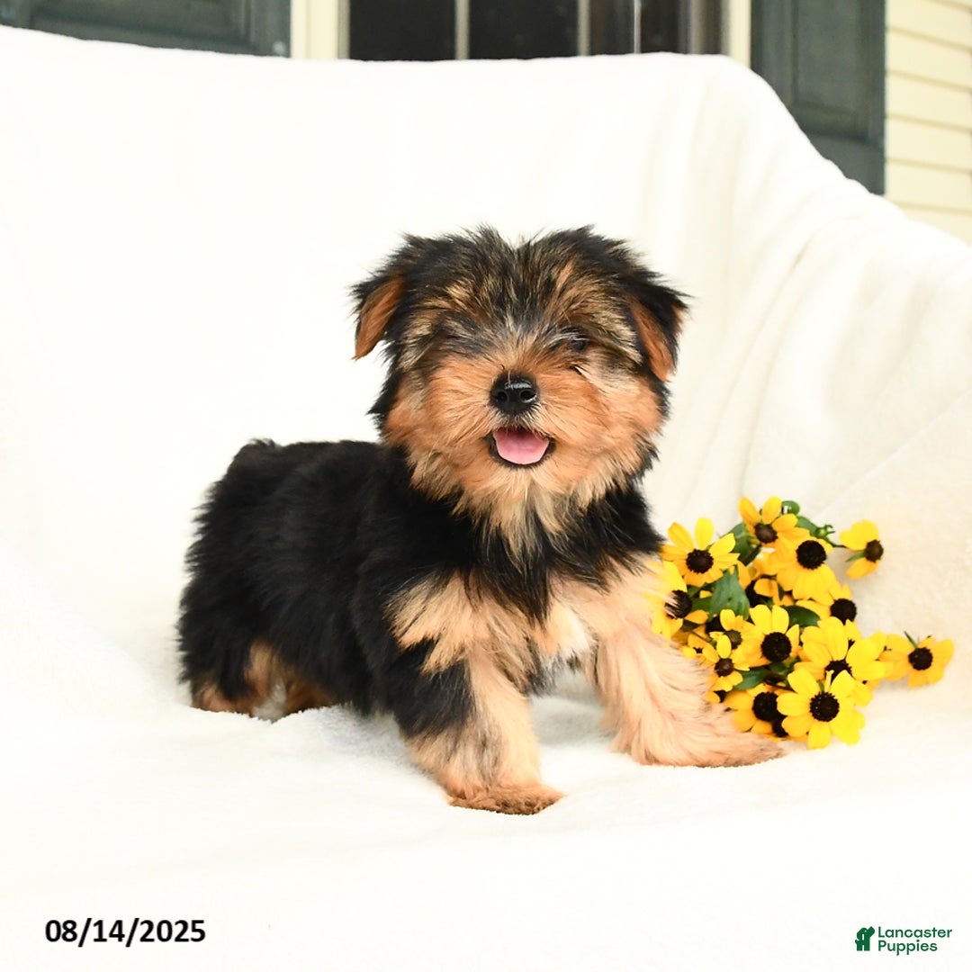 Yorkshire Terrier dogs for sale: Whisper - Image 3