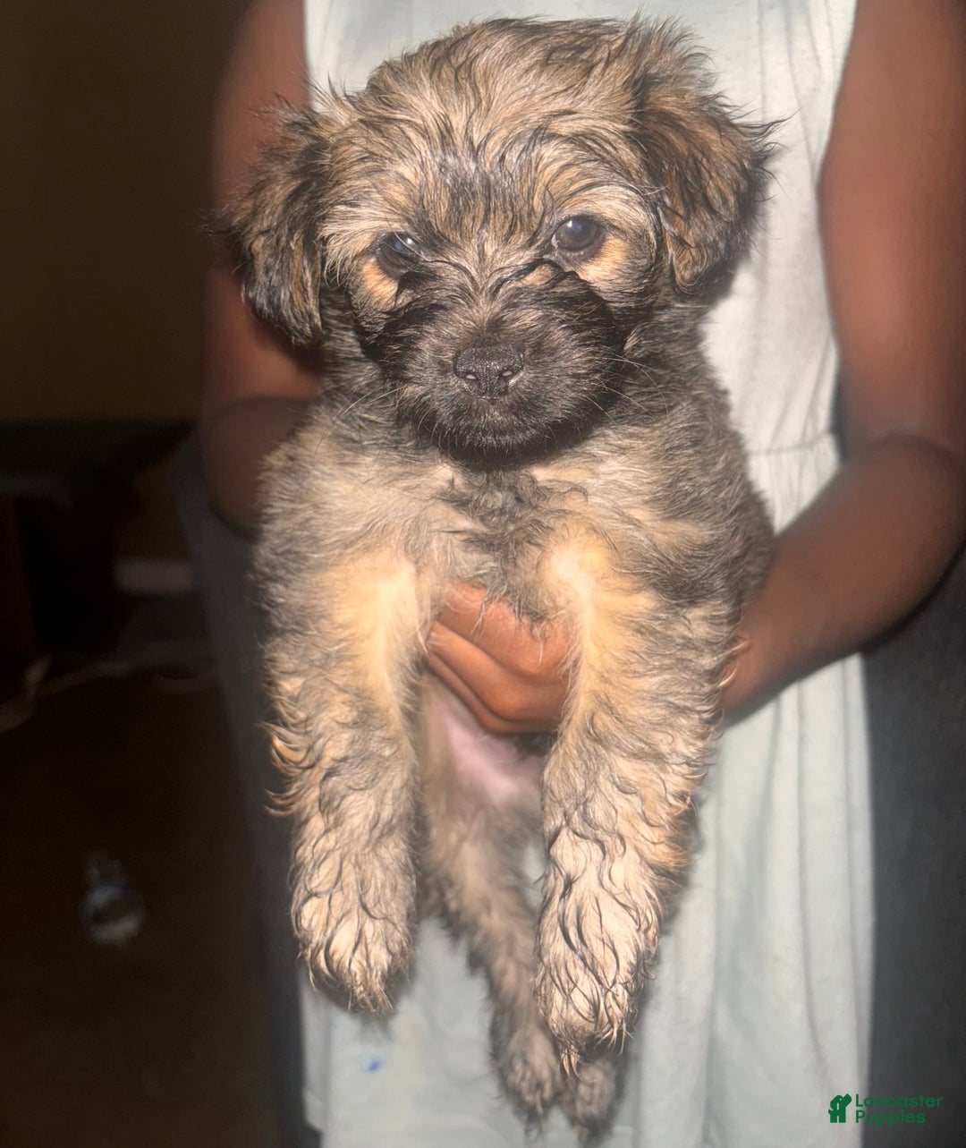 Miniature Schnauzer dogs for sale: Bear - Image 1