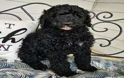 Standard Poodle dogs for sale: Archer - Image 1