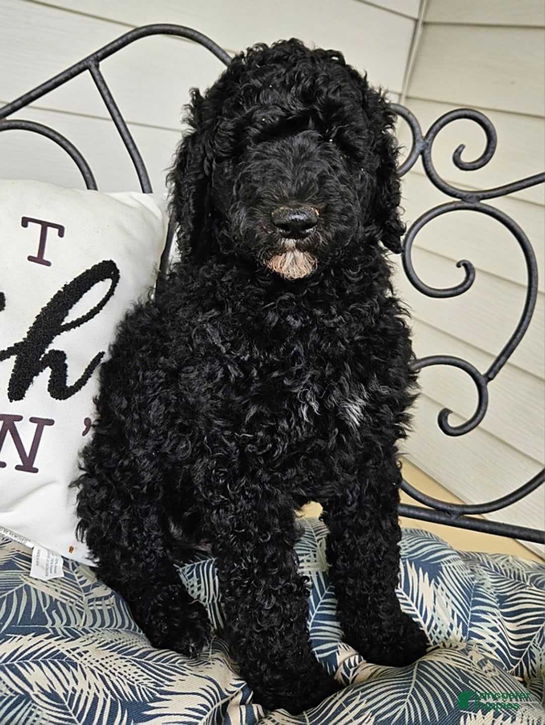 Standard Poodle dogs for sale: Archer - Image 1