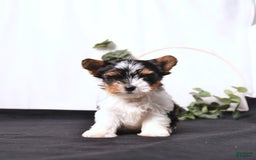 Biewer Terrier dogs for sale: Ace Extra Small - Image 1