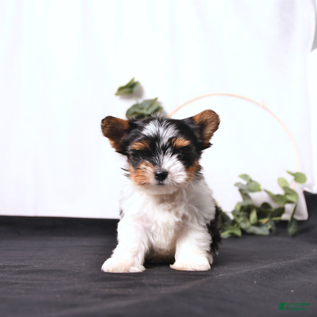 Biewer Terrier dogs for sale: Ace Extra Small - Image 1