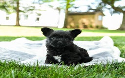 Yorkiepoo dogs for sale: Mint Chocolate Chip - Image 2