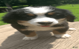 Bernese Mountain Dog dogs for sale: Yellow Girl - Image 5