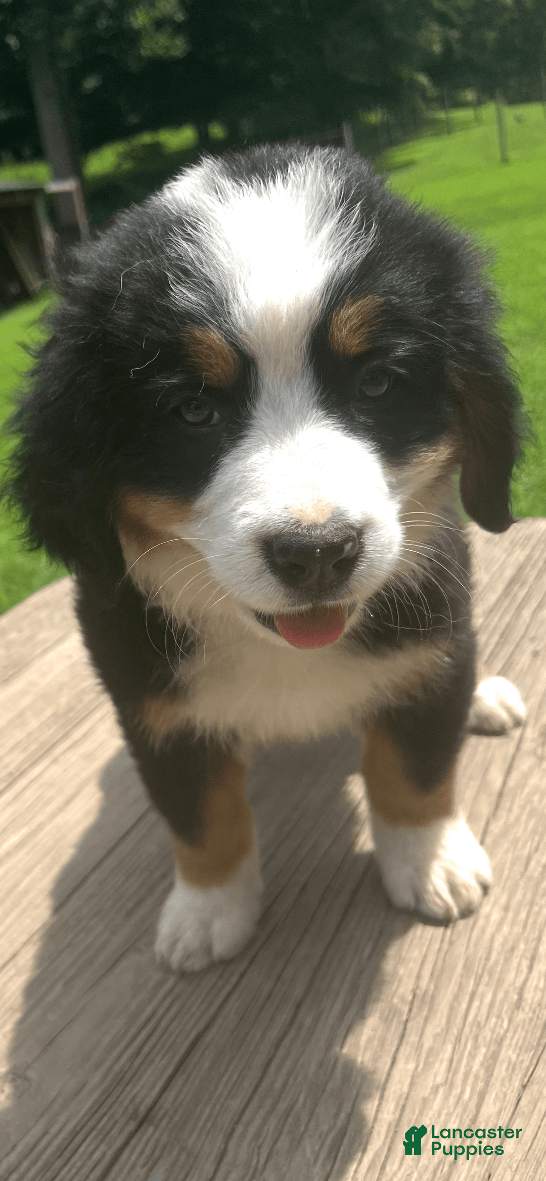 Bernese Mountain Dog dogs for sale: Yellow Girl - Image 5