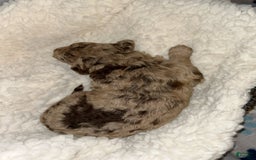 Aussiedoodle dogs for sale: Nala - Image 2