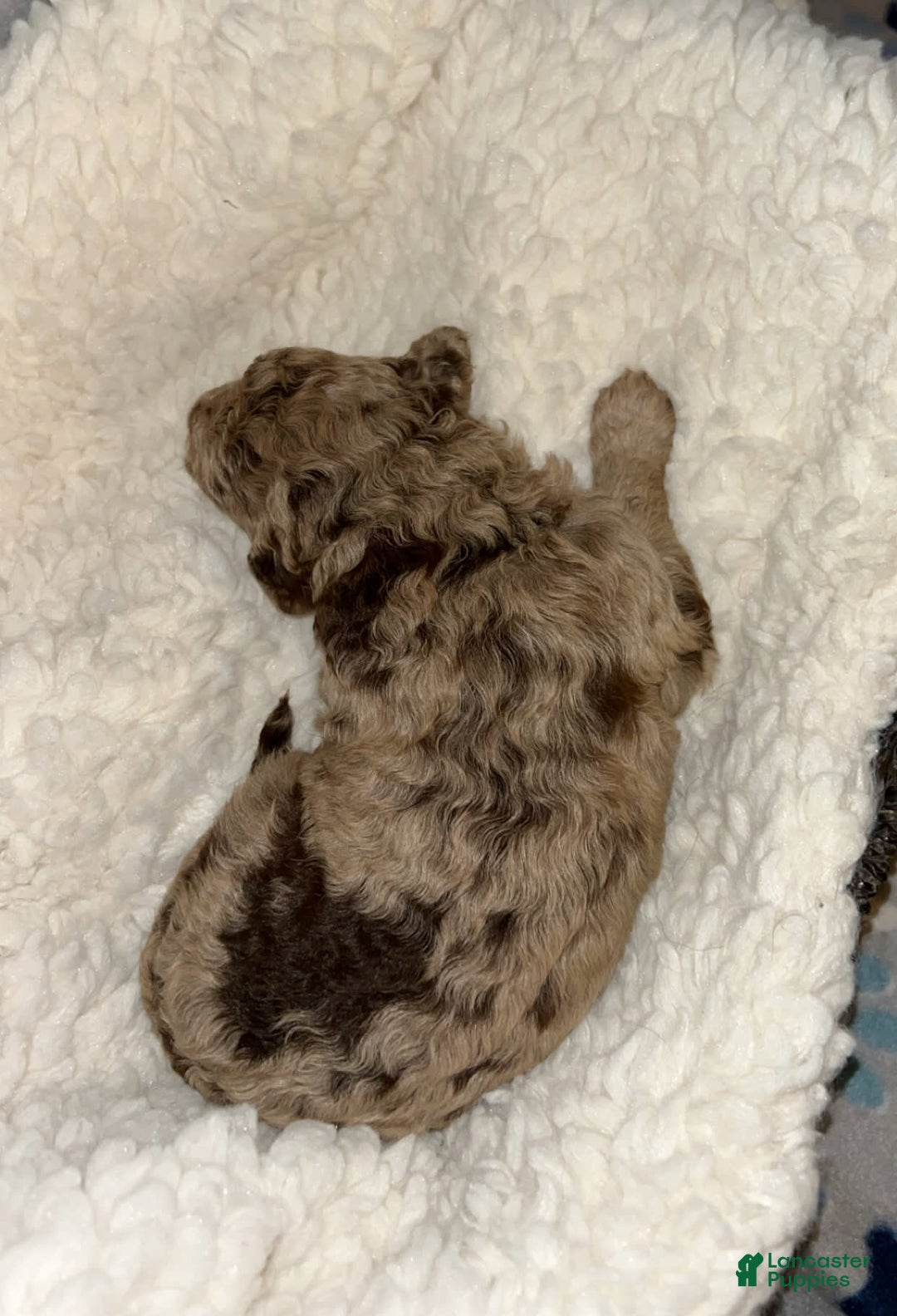 Aussiedoodle dogs for sale: Nala - Image 2