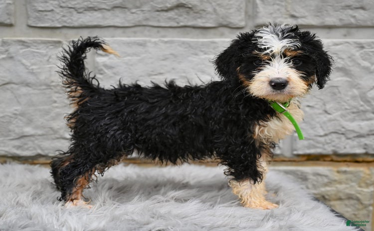 Bernedoodle dogs for sale - Ad 1