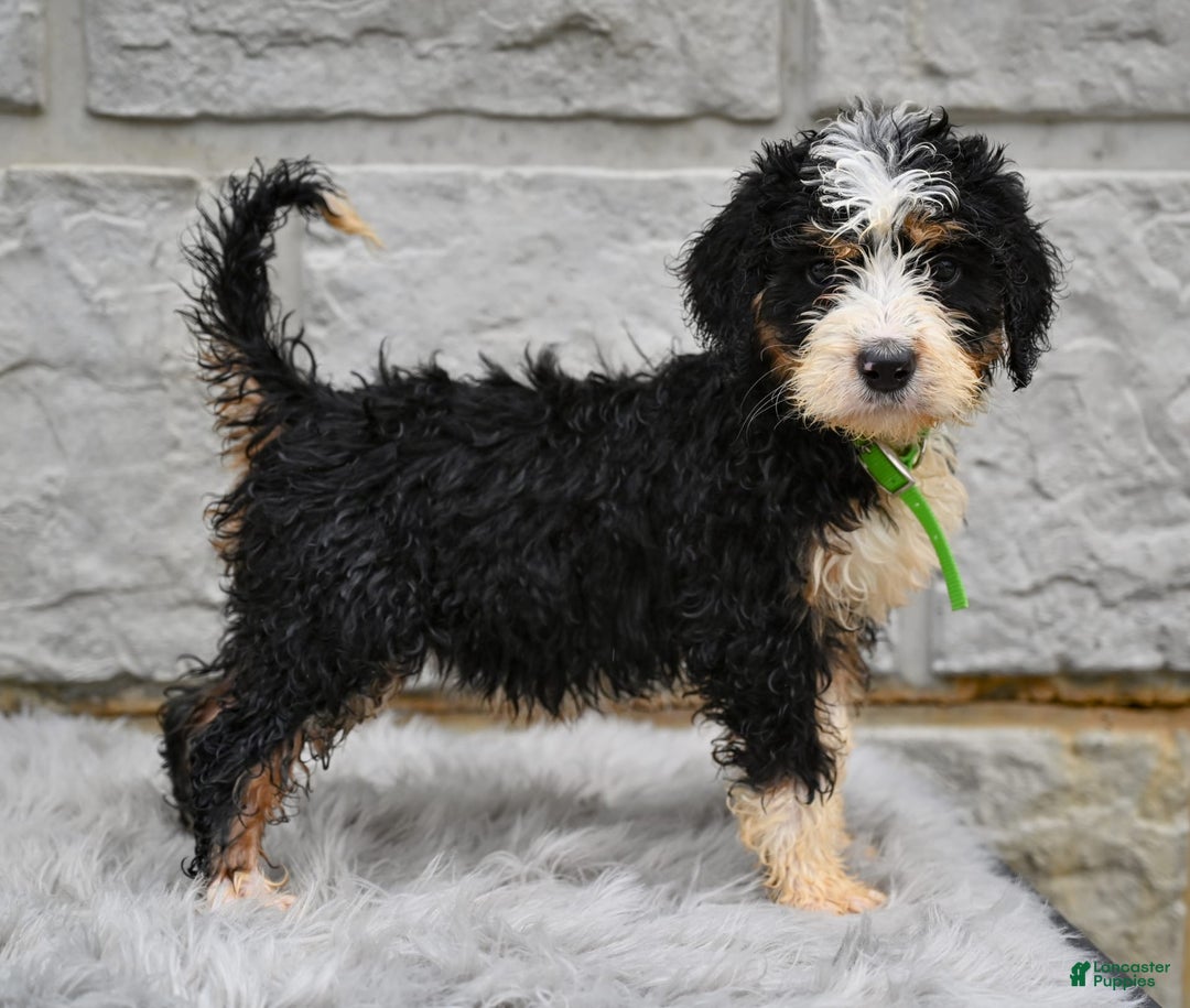 Bernedoodle dogs for sale: Bailey - Image 1