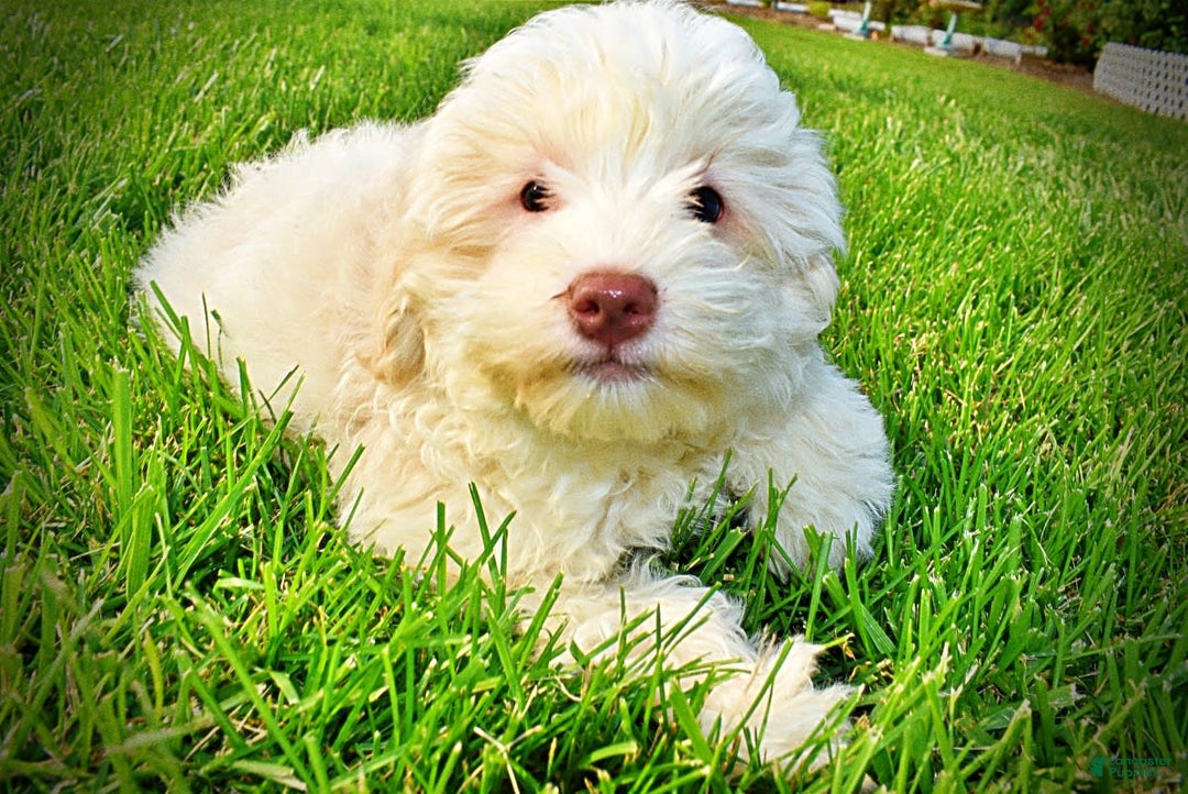 Havapoo dogs for sale: Valiant - Image 13